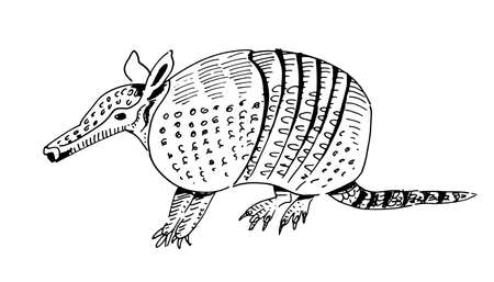 Illustration pour Hand-drawn armadillo animal of America with shadows. Outline style, ink drawing vector illustration on isolated background. Vector illustration - image libre de droit