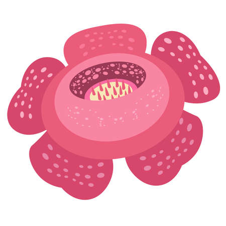 Rafflesia the largest exotic flower in rainforest. Nature in our planet. Cartoon vector illustration. Vector illustrationのイラスト素材