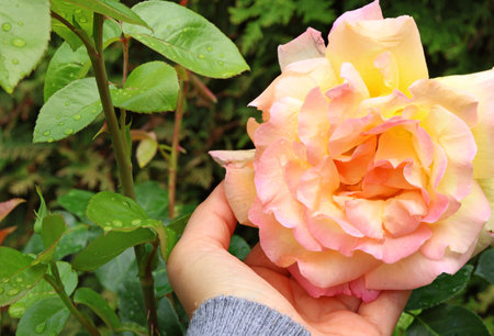 Woman hand and lush blossoming rosebud. Nature and backgrounds for design. . High quality photo