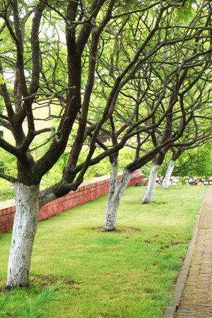 Path in park with lawn. Nature and plants. Whitewashed acacia tree trunks in summer. Care of garden....