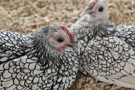 Rooster, hen on private farm in chicken coop close up. Comb and beak. Poultry farming and...