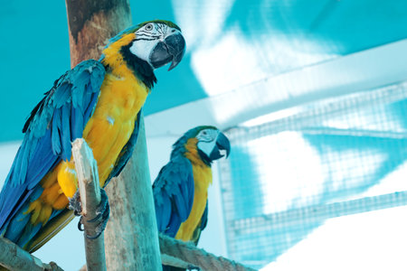 Yellow-blue Ara parrots in contact zoo on branch. Nature and education. . High quality photo