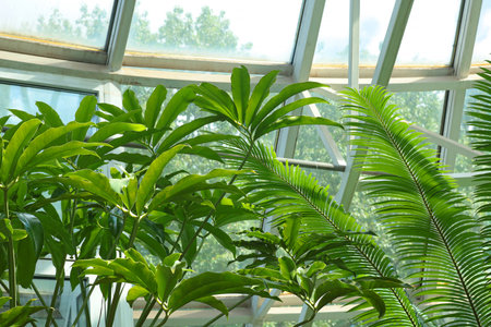 Green leafy exotic plants close-up in glassed-in terrace, greenhouse. Nature in summer. Background...