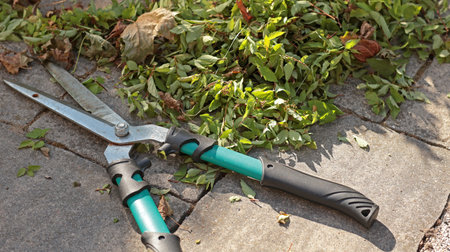 Garden hedge clippers and cut leaves on stone slab in backyard. Garden and hedge maintenance. Nature...