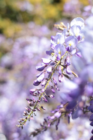 Wisteria blooming in spring. Nature and flowers. Purple background for design. High quality photoの写真素材