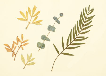 Pressed and dried leaves isolated on white background. For use in floral patterns, herbariums,...