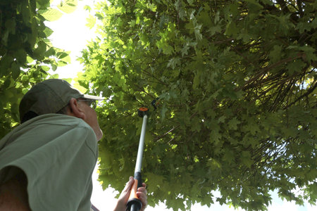 Man trims branches in maple tree backyard garden. Gardening, tools and lifestyle. Landscaping, green...