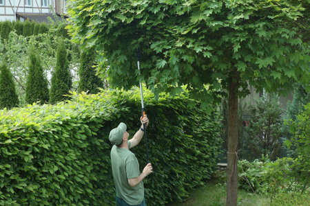 Man trims branches in maple tree backyard garden. Gardening, tools and lifestyle. Landscaping, green...