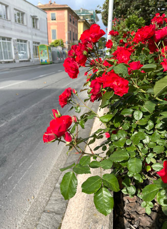 Red rose flowers near road. Old street in Italian town. Traditional building. Spring sunny day. Nature and seasons. Background for design. High quality photoの写真素材
