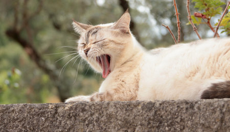 Pedigree cat outside in yard garden in summer, Italy. Nature and animal. Pet and care. High quality photoの写真素材