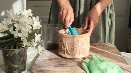 Woman transplant flower into new pot on table, care about plant at home on sunny day. Gardening...