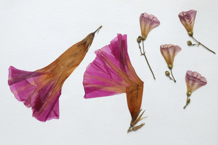 Pressed and dried leaves, flowers isolated on white background. For use in floral patterns, herbariums, scrapbooking. High quality photoの写真素材