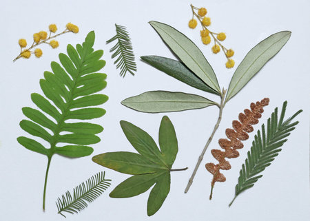 Pressed and dried leaves, flowers isolated on white background. For use in floral patterns,...