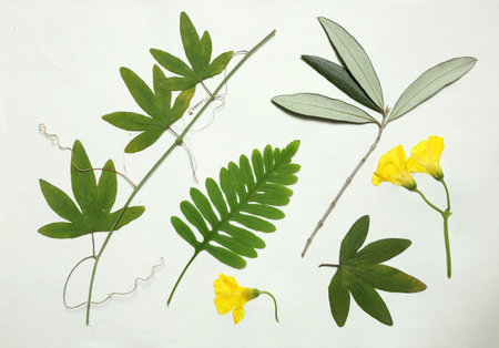 Pressed and dried leaves, flowers isolated on white background. For use in floral patterns,...