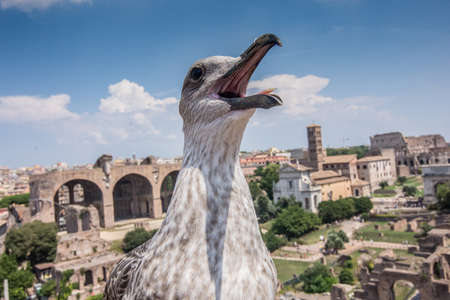 Bird with an open mouth in front of some Roman ruins