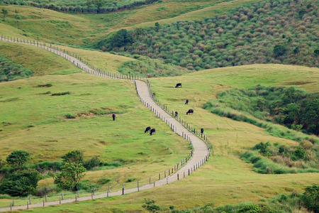 Herd in Yangmingshan National Parkの写真素材