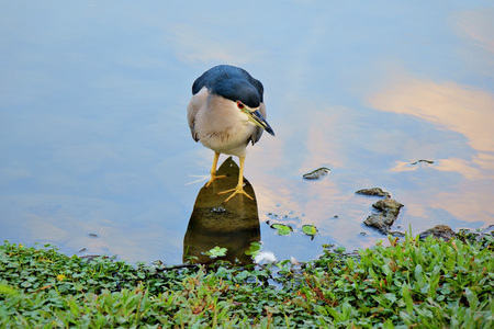 Night Heron standing beside the lake