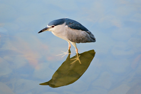 Night Heron standing beside the lake