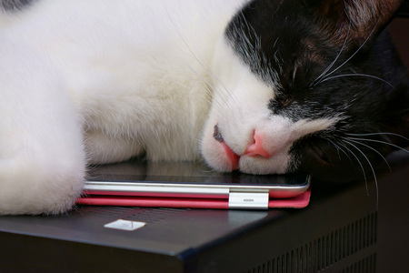 Cat sleeping on the tabletの写真素材