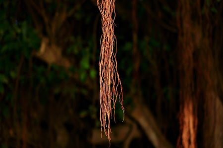 Aerial roots of the banyan treeの写真素材