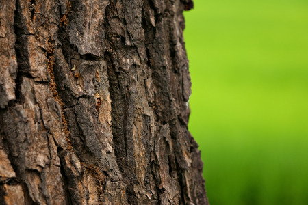 Background of cinnamomum camphora barkの写真素材