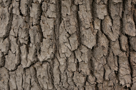 Background of cinnamomum camphora barkの写真素材