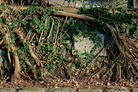 Background of tree roots on wall