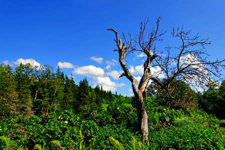 Withered tree with blue sky in the garden