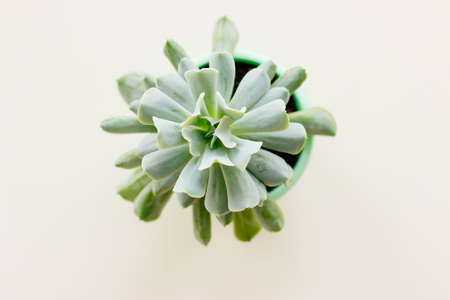 The succulent plant in pot on white background. Succulent plant top view. Clipping path included.の写真素材