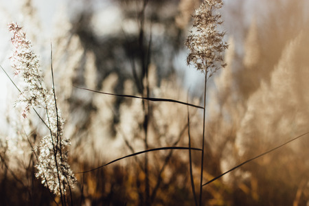 Soft focus of beach dry grass, reeds, stalks blowing in the wind at golden sunset light.の写真素材