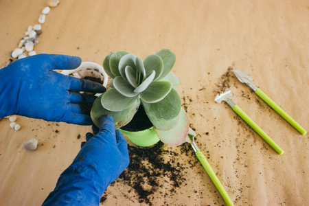 A woman transplants a flower into a green pot with soil using a cute mini set of garden tools of light green color.の写真素材