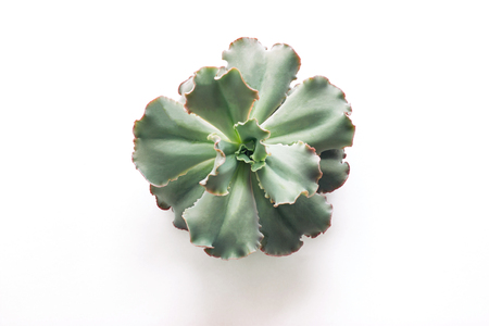 Natural background cactus succulent plant. Macro of the succulent in the pot. Isolated the green succulent plants.の写真素材