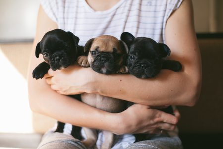 Portrait of three adorable bulldog puppies sitting on the hands of a girl. Puppies are looking towards the camera.の写真素材
