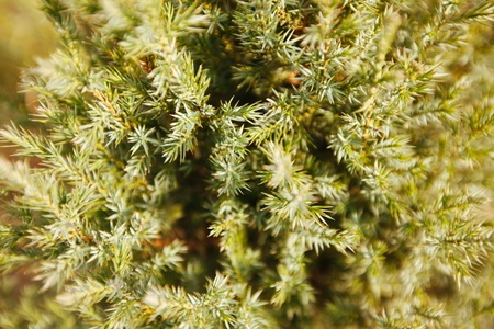 Christmas fir tree branches Background. Young green needles, solar lighting. Pine or cedar branches close up, selective focus. Copy space.の写真素材