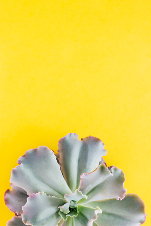 Half of the cactus is a succulent plant on a yellow background. There is room for design or text. Macro of the succulent in the pot.の写真素材