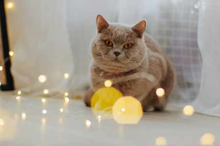 Scottish straight cat with Christmas lights, selective focus.の写真素材