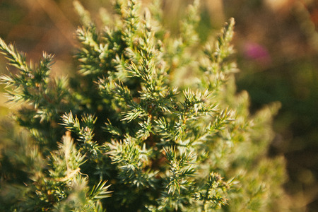 Fir branches. Winter nature. Spruce needles. Fluffy Christmas tree. Close up, selective focus, copy space.の写真素材