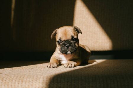 Beautiful beige puppy breed French bulldog lying on the couch. Puppy shines a bright beam of light.の写真素材