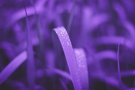 Ultraviolet background. Bright background for your design. Fresh plants background. Wet grass closeup with water drops after rain. Selective focus.の写真素材