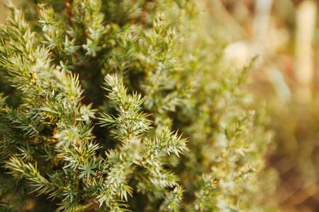 Christmas pine tree wallpaper. Young green needles, solar lighting, selective focus. Copy space.