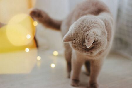 Scottish straight cat with Christmas lights, selective focus.の写真素材
