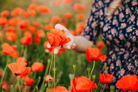 A pregnant girl collects poppies in a bouquet. A woman walks in a poppy field. The girl touches the poppy flower.の写真素材