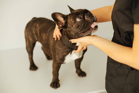 Dog at the reception at the vet. A beautiful female vet doctor examines a French bulldog.の写真素材