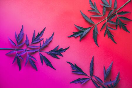 Branches of medicinal elderberry in neon light. Dark leaves on a bright background. Leaves in vibrant bold gradient holographic neon colors. Concept art. Minimal surrealism background. Trendy neon colors.の写真素材