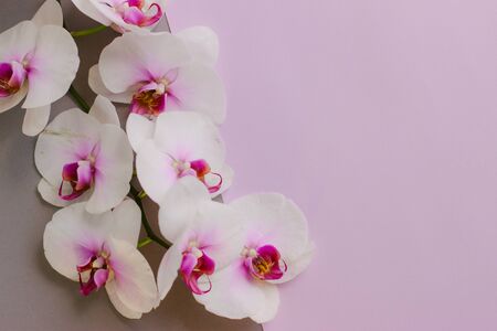 Beautiful white flowers of Phalaenopsis orchids on a pastel pink background. Tropical flower, Orchid branch close-up. Floral background with space for text and design. Flat lay, selective focus.の写真素材