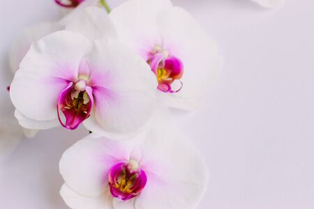 Beautiful white flowers of Phalaenopsis orchids on a pastel pink background. Tropical flower, Orchid branch close-up. Floral background with space for text and design. Flat lay, selective focus.の写真素材