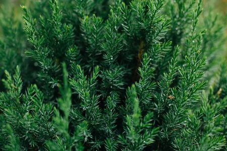 Coniferous plant close-up. Juniper branches. Evergreen tree.