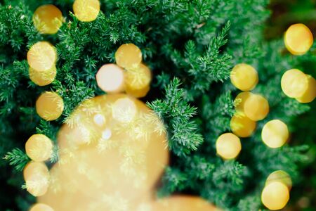 Coniferous plant close-up. Juniper branches. Evergreen tree. Christmas tree decorated with yellow...