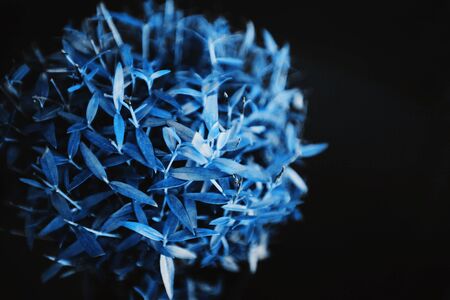 The image of the Bush is toned in blue. Classic Blue color 2020.の写真素材