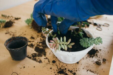 Transplanting succulents into a new white pot. Three kinds of Sedum. Hands in rubber gloves blue.の写真素材